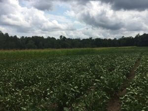PF Member's Food Plot