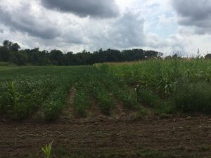 PF Member's Food Plot